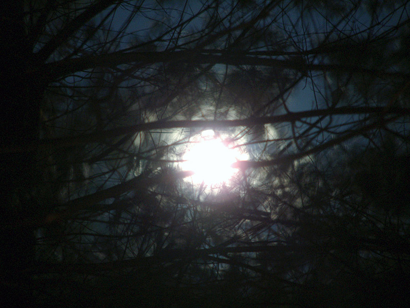 pine moon